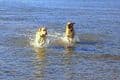 Dog Friendly B&B Dartmouth | Channel View Guest House Devon with pets